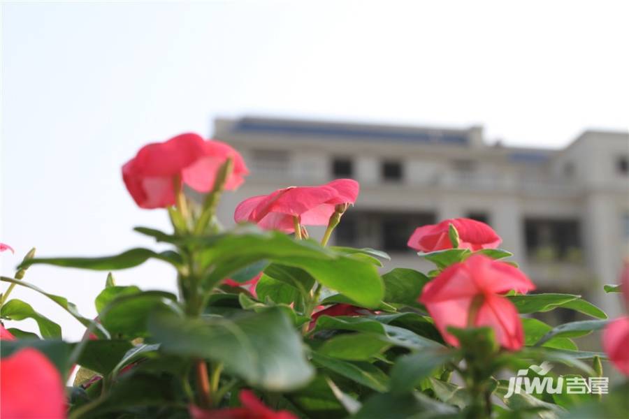 尼德兰官邸实景图图片