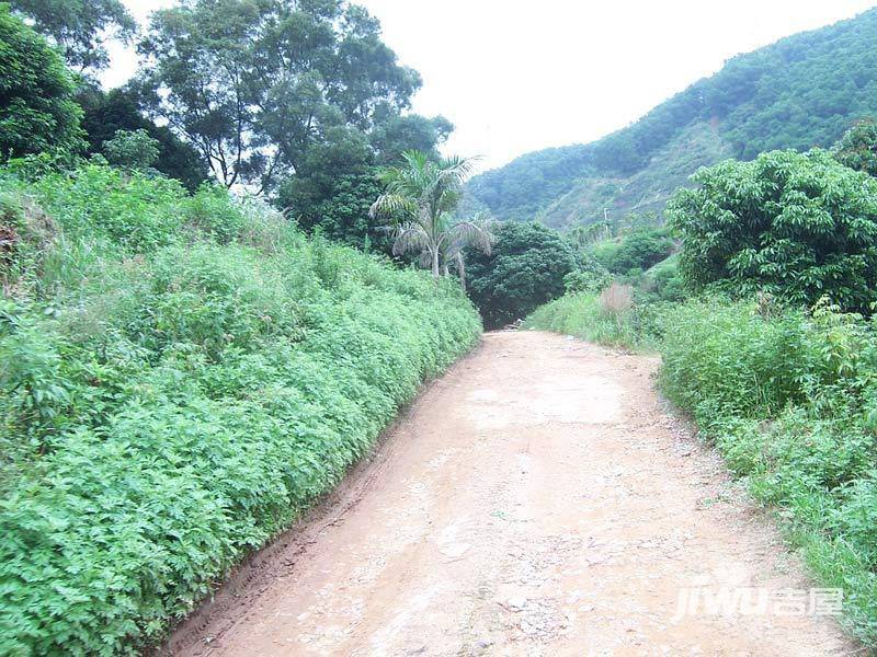 万泽云顶香蜜湖实景图图片