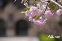 京基嶺域实景图图片