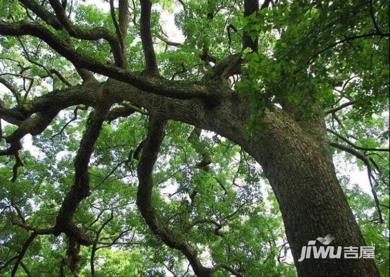 雅居乐富春山居实景图图片