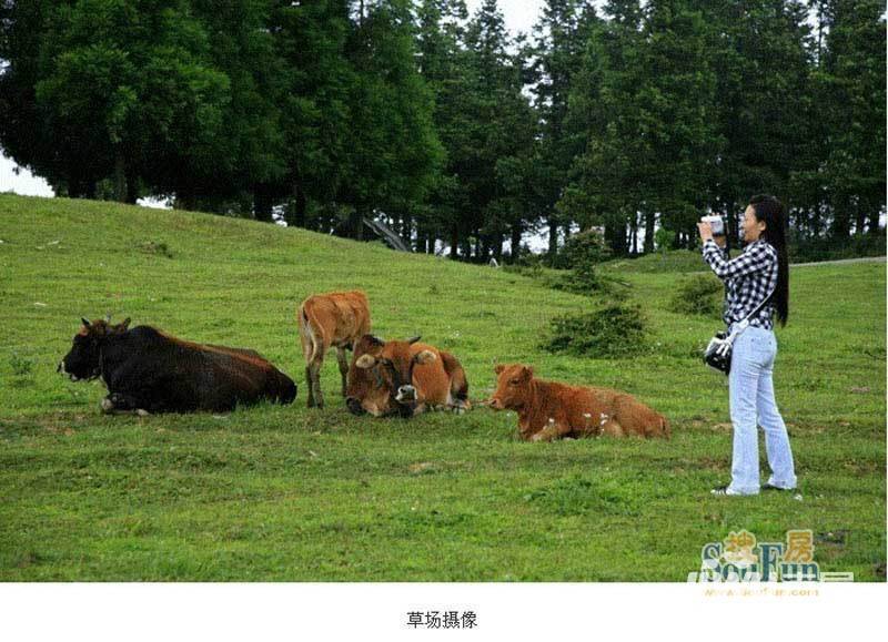 凤凰栖实景图图片