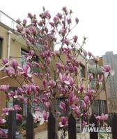 富士庄园三期樱花墅实景图图片