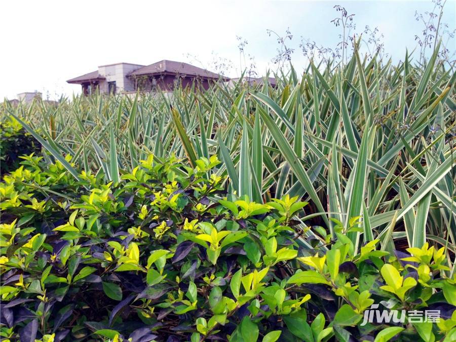 绿城桃李春风实景图图片