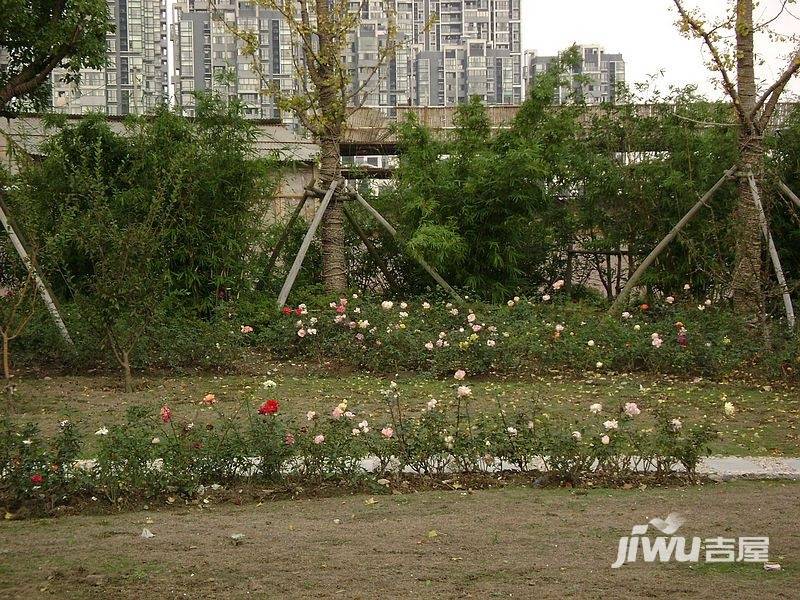 美新玫瑰大道实景图图片