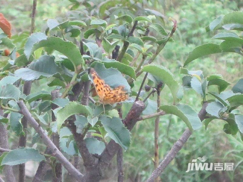 美新玫瑰大道实景图图片