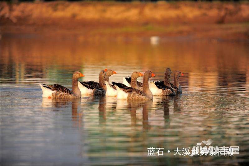 蓝石大溪地实景图图片