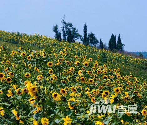 十里云岭实景图图片