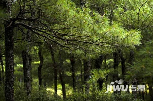 十里云岭实景图图片