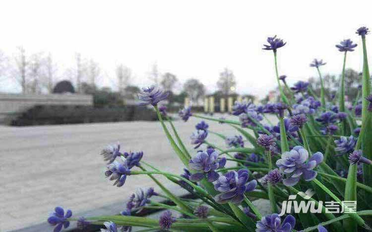 泾渭分明生态半岛实景图图片