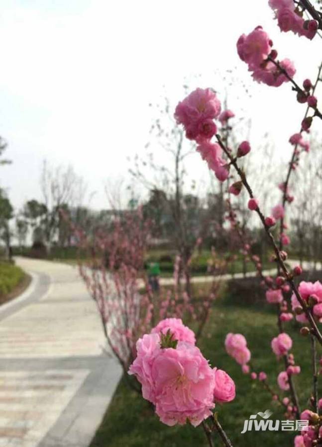 泾渭分明生态半岛实景图图片