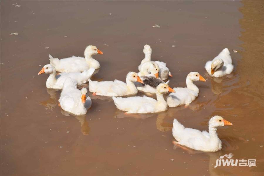 中铁琉森水岸实景图图片