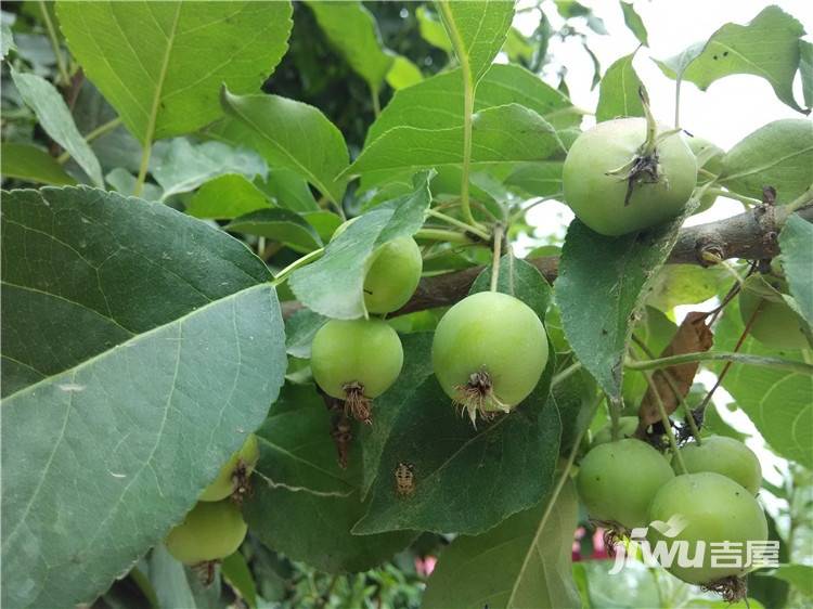 合能十里锦绣实景图图片