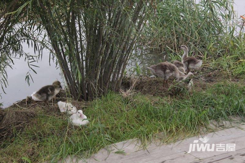 宏润翠湖天地实景图图片