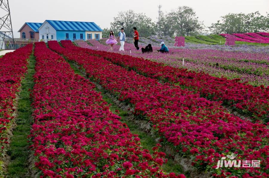 郑州周边花卉种植基地图片