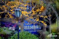 金十香樟林实景图图片