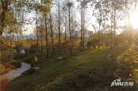 金十香樟林实景图图片