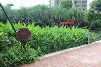 乐从雅居乐花园实景图图片