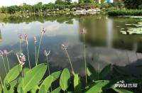 乐从雅居乐花园实景图图片