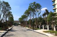 乐从雅居乐花园实景图图片