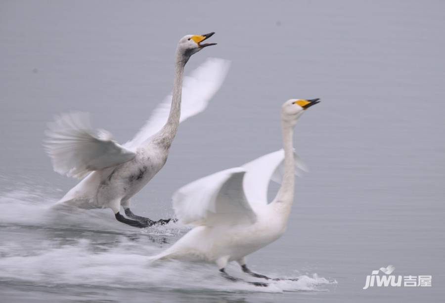 天鹅湖阳光海岸配套图图片